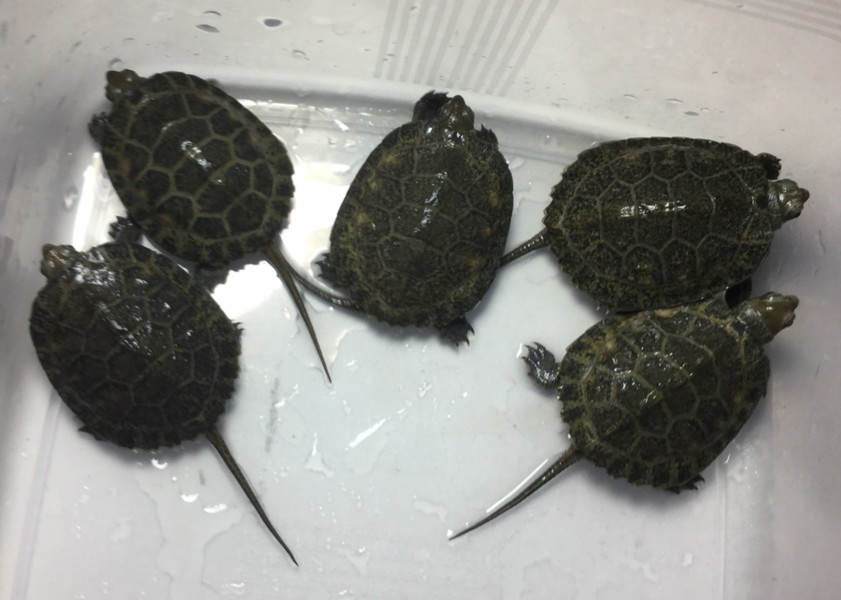 今年9月生まれの石亀ベイ 東京都 爬虫類 他の里親募集 ペットのおうち 月間利用者150万人