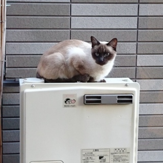 厳しい冬が来る前に幸せを