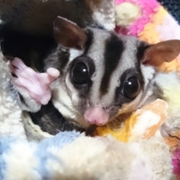 母さんモモンガのもも