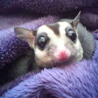 父さんモモンガのベビ