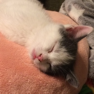 【生後約２か月】白とグレーの男の子