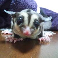 娘モモンガのアーちゃん