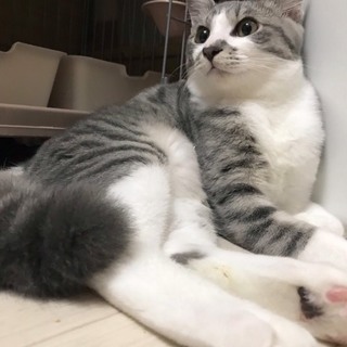 めちゃくちゃ美形な白グレー男子。
