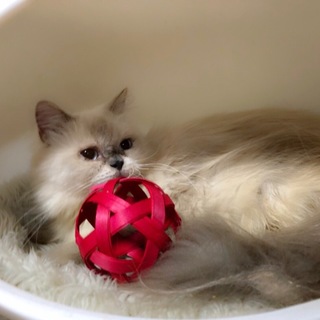 ヒマラヤン成猫女の子