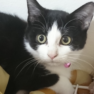 可愛い子猫の里親を募集しています！