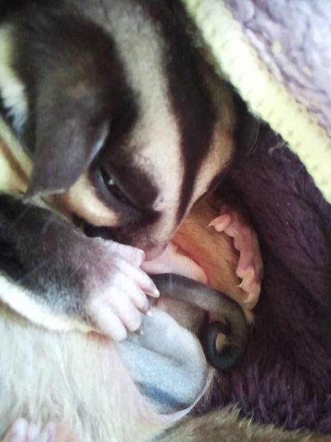 母さんモモンガのもも フクロモモンガ ペットのおうち 月間利用者150万人