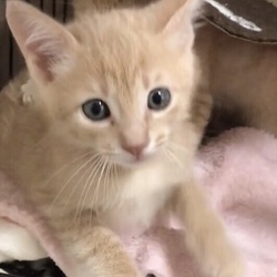 ＊子猫〜中猫譲渡会＊一時預かりボランティアさん募集説明会