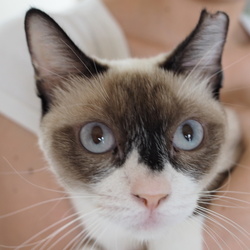 ＊子猫〜大人猫のネコ譲渡会＊