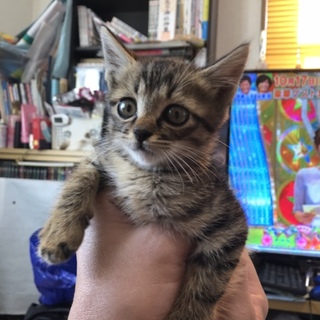 生後2ヶ月くらい、キジトラの男の子