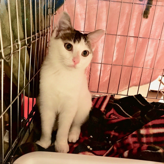 人慣れ修行そろそろ終了なキジ白女子ドミソちゃん