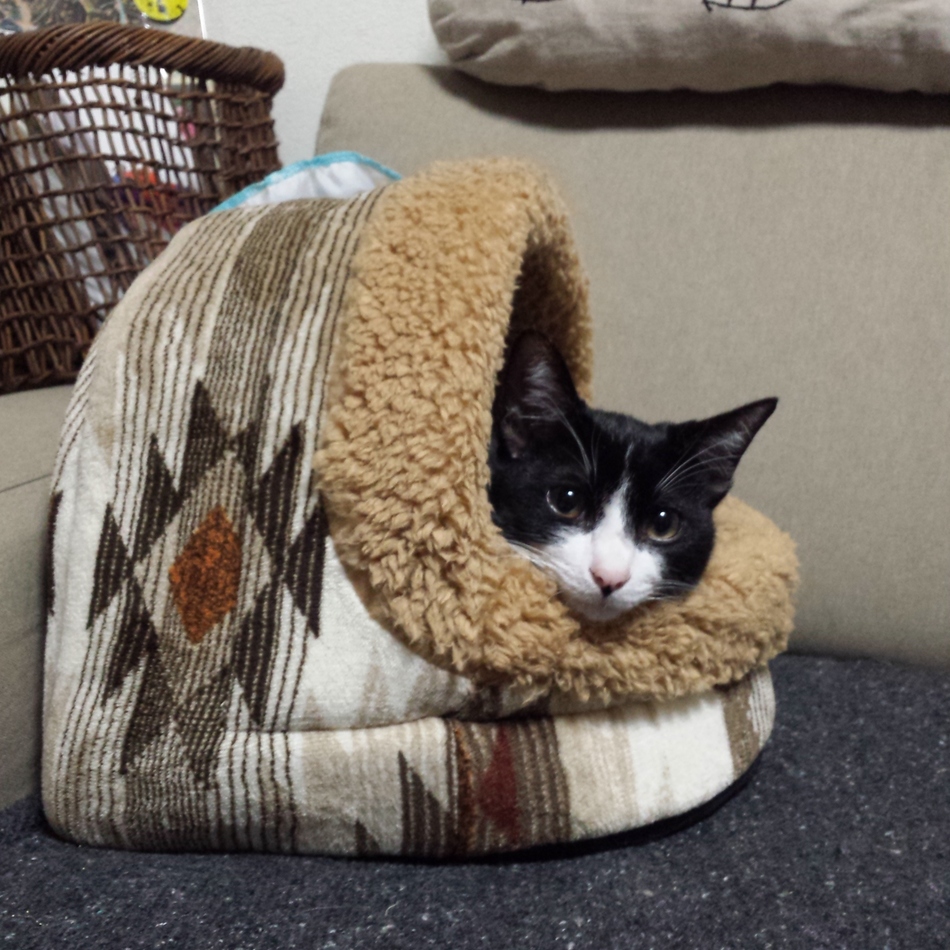 さぁぶのカバー写真