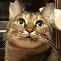 まるい目とまるい性格。