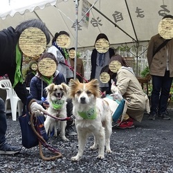 犬猫譲渡会 サムネイル2