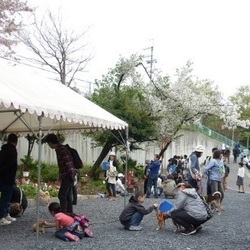 犬猫譲渡会 サムネイル3