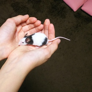 パンダマウスの里親募集中です！