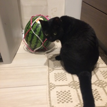 ノアの写真