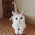 再募集　ガリガリ猫からセレブ猫になれるかも？