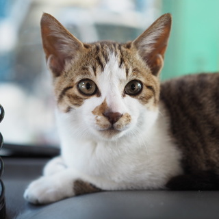 ◎ビビ◎慎重でマイペースなキジ白