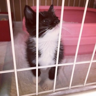 ☆黒白子猫ちゃん里親募集です☆