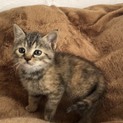 子猫の里親様募集!