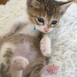里親さま決まりました☆