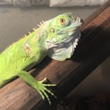グリーンイグアナ
