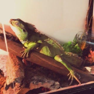 インドシナウォータードラゴン