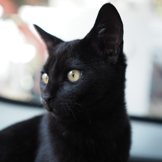 ◎スミ◎元気いっぱいつやつや黒猫