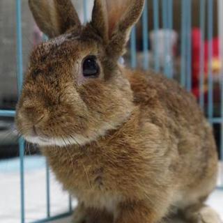 保護うさぎ(温泉うさぎ) 朋季(ともき)くん