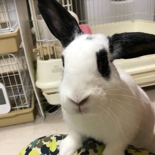 保護うさぎ マリーちゃん