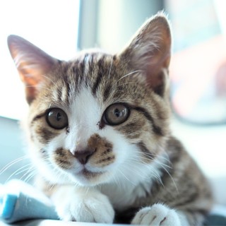 ◎くつした◎丸顔かぎしっぽのキジ白