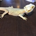 フトアゴヒゲトカゲ トランスウィットブリット