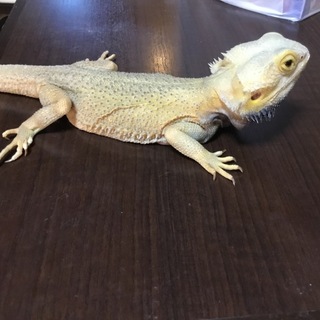 フトアゴヒゲトカゲ トランスウィットブリット