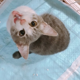 生後約6ヶ月 グレー白の男の子