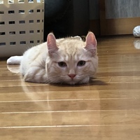 はむ