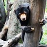 うめマ さん