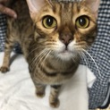 野性味溢れるベンガル、リンちゃん ♪
