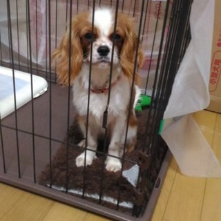 応募多数のため締切らせていただきます。