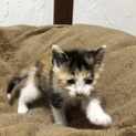 子猫の里親募集中！♀