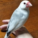 文鳥の里親様募集