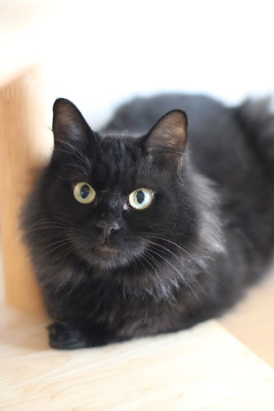 １歳黒猫半長毛です 神奈川県 猫の里親募集 ペットのおうち 月間利用者150万人