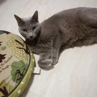 【交渉中】大人しい美猫ロシアンブルーの男の子