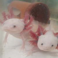 ライオンちゃんとチビちゃん