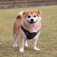 こむぎ