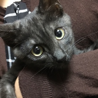 ありがとうございます☆トト君ワクチン済