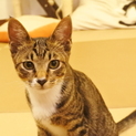 T21 キジ多めのキジ白君（仮：タルタル）