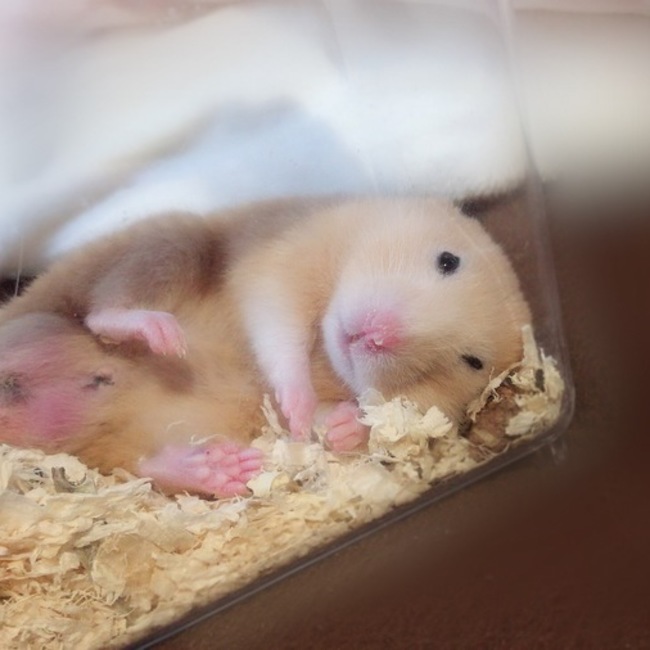 ハムまこのカバー写真