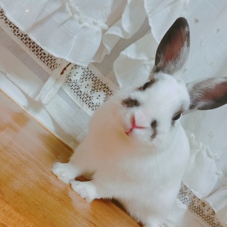 ミニうさぎ