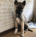 里親決定しました。