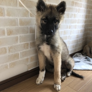 里親決定しました。